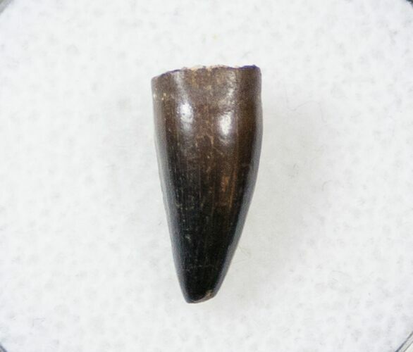 Cretaceous Crocodilian Tooth - Judith River #17662